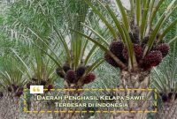 Daerah Penghasil Kelapa Sawit Terbesar di Indonesia