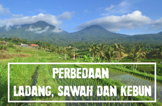 Perbedaan Ladang, Sawah dan Kebun